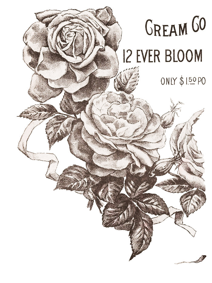 IOD May's Roses Transfer 12x16 Pad