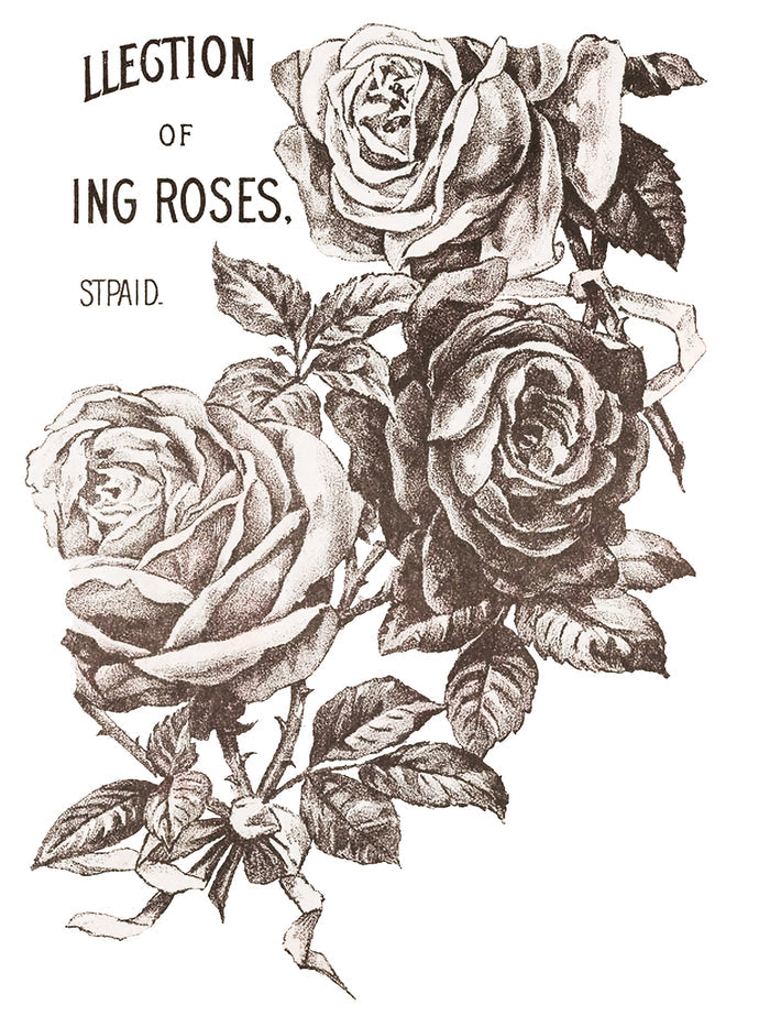 IOD May's Roses Transfer 12x16 Pad